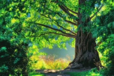 naturaleza verde