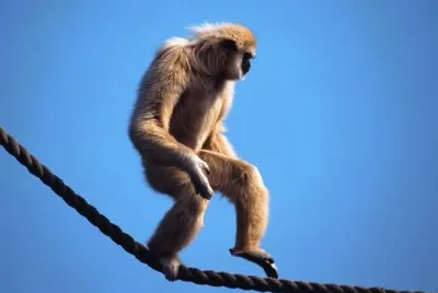 el tambien cruza puentes para sobrevivir