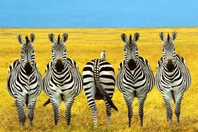 aquÃ­ alguno no quiere salir en la foto jigsaw puzzle