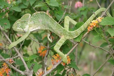 CamaleÃ³n de la India