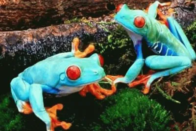 Ranas Venenosas - MadagÃ¡scar