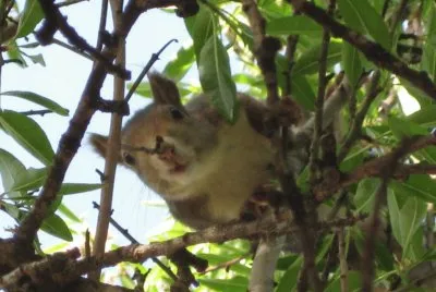 ARDILLA INESPERADA