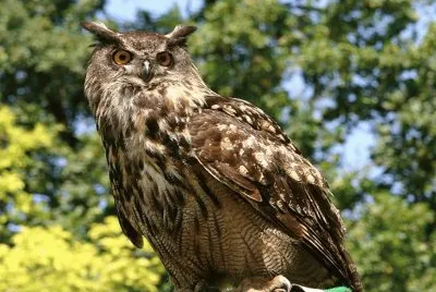 BÃºho real (Bubo bubo)