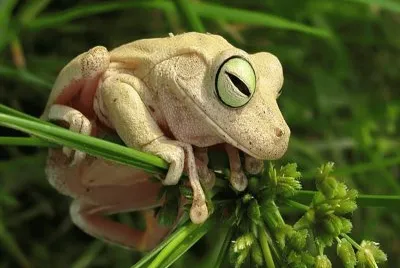 White Little Frog