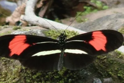 Almendrada - NO Argentino