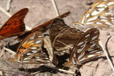 Espejitos (Agraulis vanillae) - NO Argentino