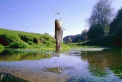 VORACIDAD EN MOVIMIENTO