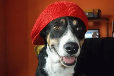 animais