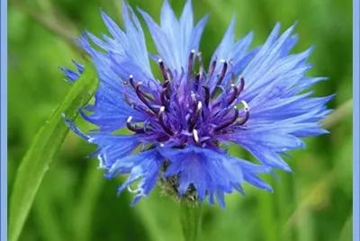 Aciano (Centaurea Cyanus)