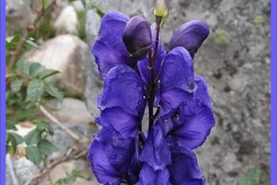 AcÃ³nito (Aconitum Napellus)