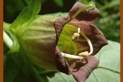 Belladona (Atroppa Belladona)