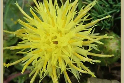 Centaurea de Lagasca
