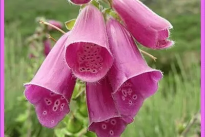 Dedalera (Digitalis Purpurea)