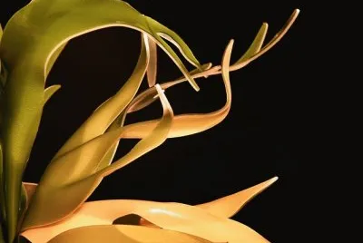 staghorn fern sconce