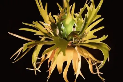 staghorn fern sconce