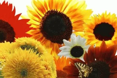 menagerie of sunflowers