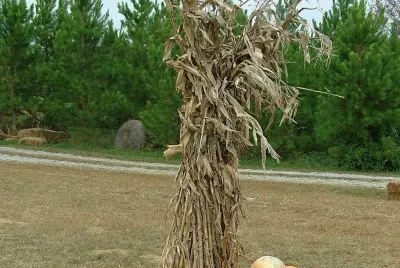 corn stalks and pumpkins