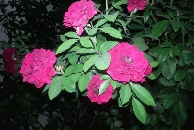 Mi jardin