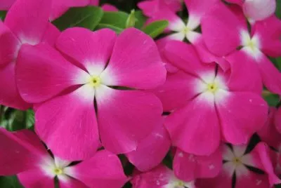 flores jigsaw puzzle