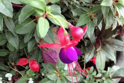 Fushsia