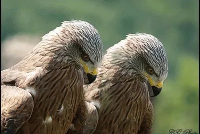 hunting birds jigsaw puzzle