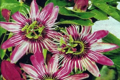 Flor de la PassiÃ³