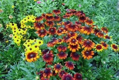 flores