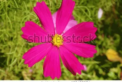foto jigsaw puzzle