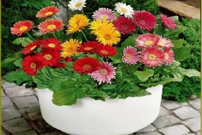 flores jigsaw puzzle