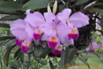 OrquÃ­deas Colombianas