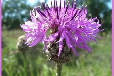 Centaurea Mayor (Centaurea Scabiosa)