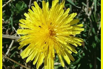 Diente de leÃ³n (Taraxacum officinale)