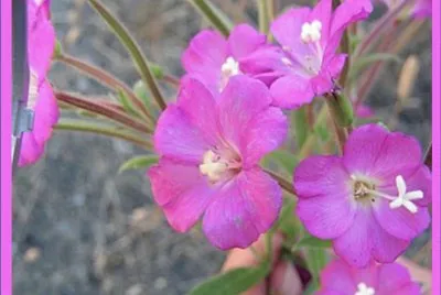 Hierba de San Antonio