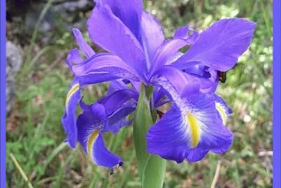 Lirio (Iris latifolia)