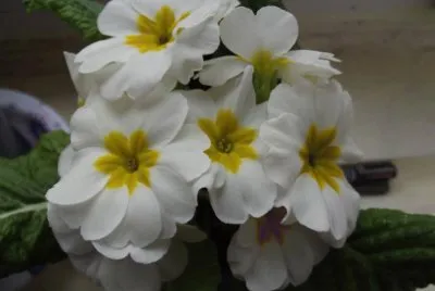 flores jigsaw puzzle