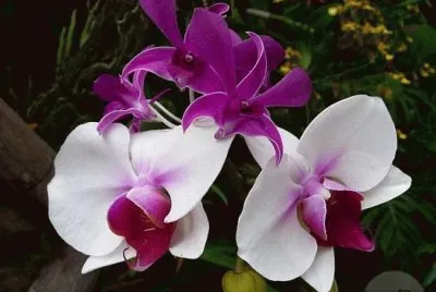 flores jigsaw puzzle