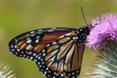 Monarca - NO Argentino