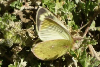 Pirpinto Puna - NO Argentino