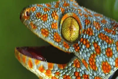 Geko Tokay