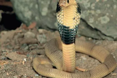 Cobra Naja