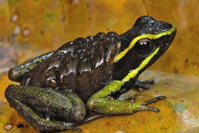 Ameerega Trivitatta - Surinam