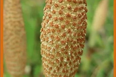 Cola de Caballo (Equisetum Arvense)