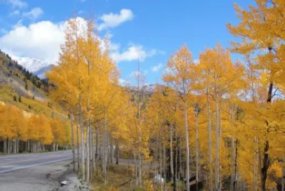 Colorado aspens jigsaw puzzle