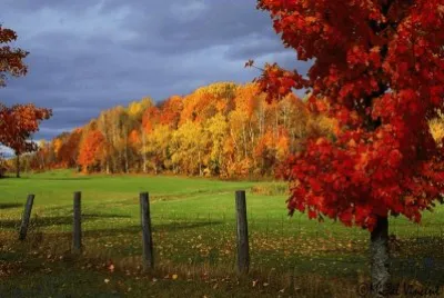 cow pasture jigsaw puzzle