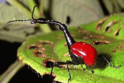 Gorgojo Jirafa - Madagascar