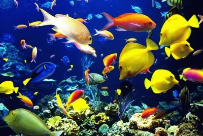 fundo do mar