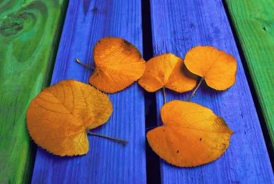 colorful leaves on bench