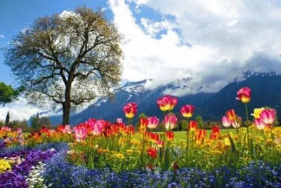 image jigsaw puzzle