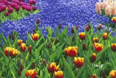 tulipas