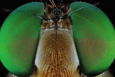 ojos